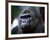 Gorilla-null-Framed Photographic Print