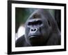 Gorilla-null-Framed Photographic Print