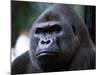 Gorilla-null-Mounted Photographic Print