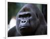 Gorilla-null-Framed Photographic Print