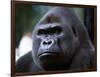 Gorilla-null-Framed Photographic Print