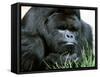 Gorilla-null-Framed Stretched Canvas