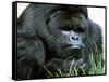 Gorilla-null-Framed Stretched Canvas