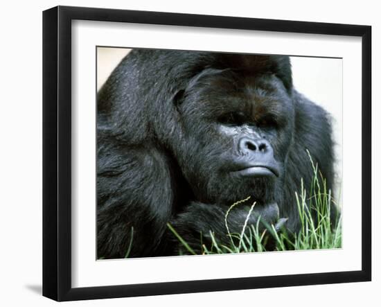 Gorilla-null-Framed Premium Photographic Print