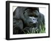 Gorilla-null-Framed Premium Photographic Print