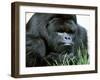 Gorilla-null-Framed Photographic Print