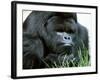 Gorilla-null-Framed Photographic Print