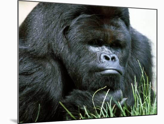 Gorilla-null-Mounted Photographic Print