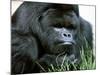 Gorilla-null-Mounted Photographic Print