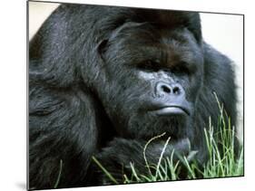 Gorilla-null-Mounted Photographic Print