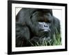 Gorilla-null-Framed Photographic Print