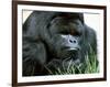 Gorilla-null-Framed Photographic Print