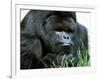 Gorilla-null-Framed Photographic Print