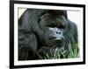 Gorilla-null-Framed Photographic Print