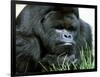 Gorilla-null-Framed Photographic Print