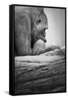 Gorilla-null-Framed Stretched Canvas