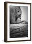 Gorilla-null-Framed Premium Photographic Print