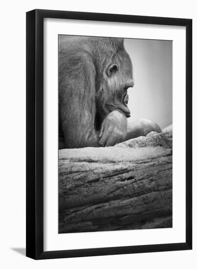 Gorilla-null-Framed Premium Photographic Print