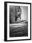 Gorilla-null-Framed Premium Photographic Print