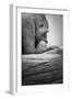 Gorilla-null-Framed Premium Photographic Print