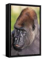 Gorilla-null-Framed Stretched Canvas