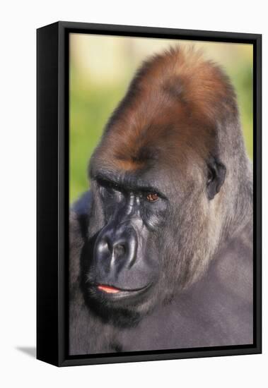 Gorilla-null-Framed Stretched Canvas