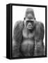 Gorilla-null-Framed Stretched Canvas