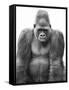 Gorilla-null-Framed Stretched Canvas