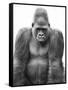 Gorilla-null-Framed Stretched Canvas