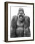 Gorilla-null-Framed Premium Photographic Print