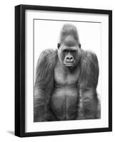 Gorilla-null-Framed Premium Photographic Print