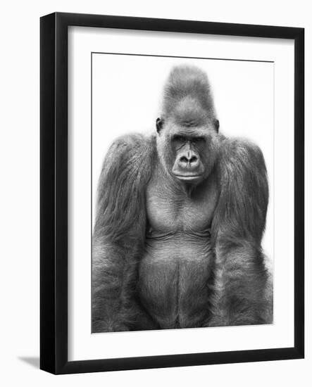 Gorilla-null-Framed Premium Photographic Print