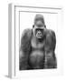 Gorilla-null-Framed Premium Photographic Print