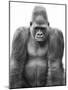 Gorilla-null-Mounted Premium Photographic Print