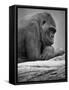 Gorilla-null-Framed Stretched Canvas