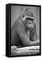 Gorilla-null-Framed Stretched Canvas