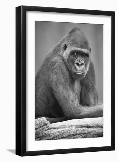 Gorilla-null-Framed Premium Photographic Print