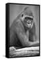 Gorilla-null-Framed Stretched Canvas