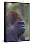 Gorilla-null-Framed Stretched Canvas