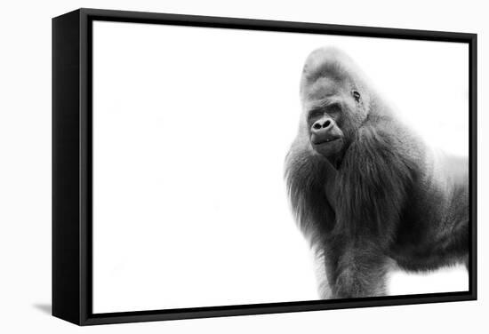 Gorilla-null-Framed Stretched Canvas