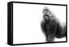 Gorilla-null-Framed Stretched Canvas