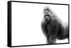 Gorilla-null-Framed Stretched Canvas