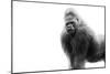 Gorilla-null-Mounted Premium Photographic Print
