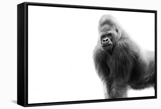 Gorilla-null-Framed Stretched Canvas