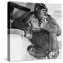 Gorilla-Sam Dunton-Stretched Canvas