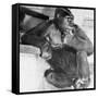 Gorilla-Sam Dunton-Framed Stretched Canvas