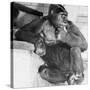 Gorilla-Sam Dunton-Stretched Canvas