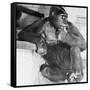 Gorilla-Sam Dunton-Framed Stretched Canvas