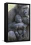 Gorilla-DLILLC-Framed Stretched Canvas