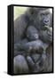 Gorilla-DLILLC-Framed Stretched Canvas